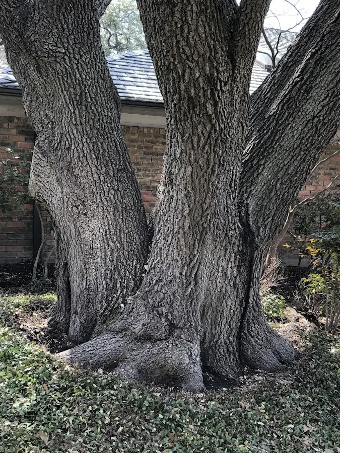 Mature heritage tree close to a Rocky Hill property cared for by certified arborists